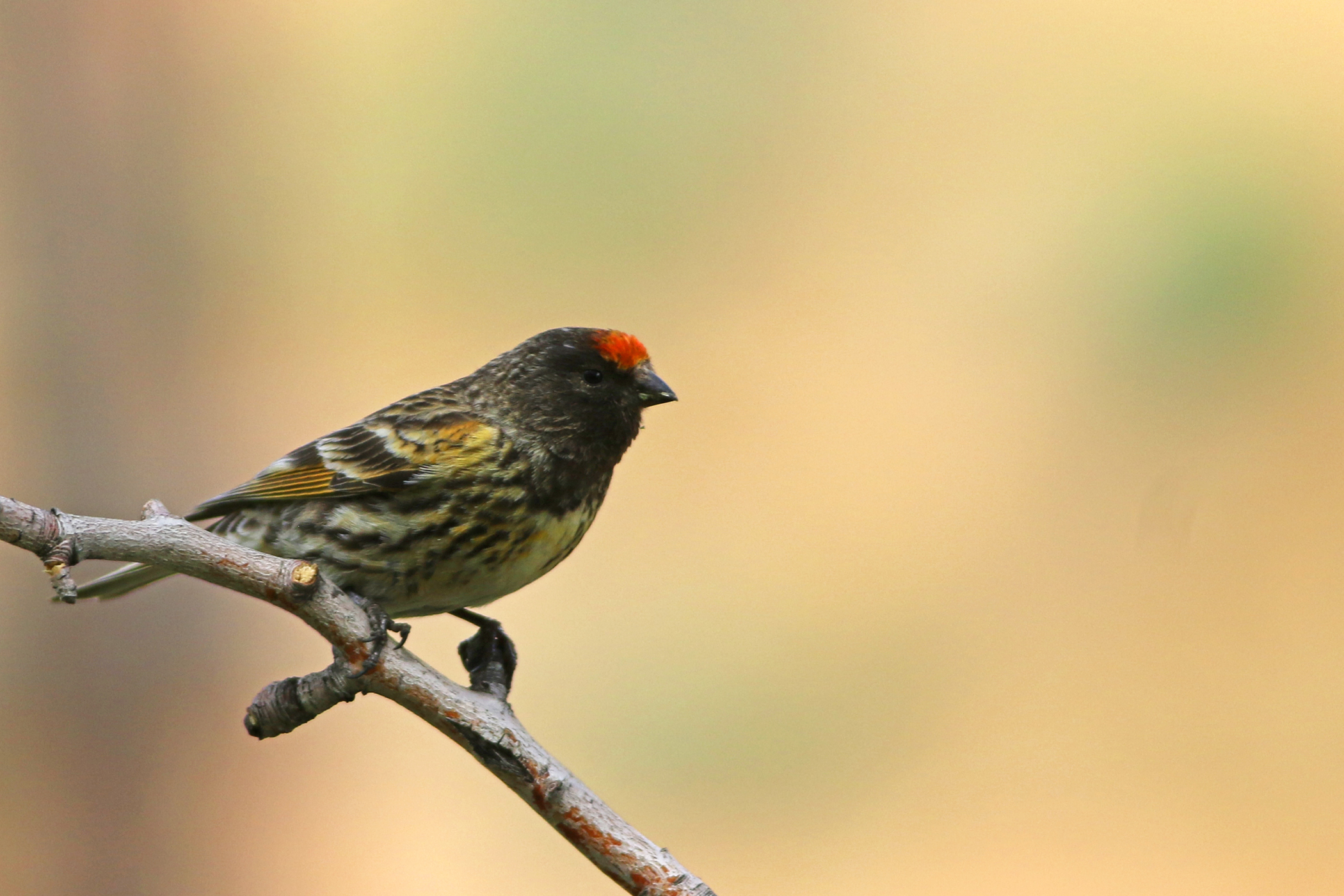 Fire-fronted Serin